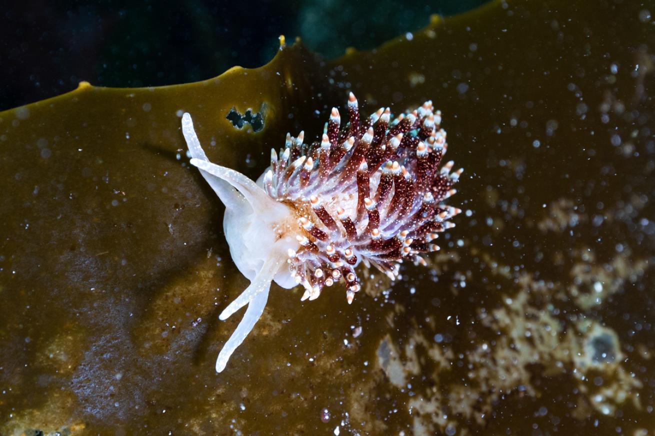 A Flabellina falklandica nudibranch on a blade of kelp in the Falklands;