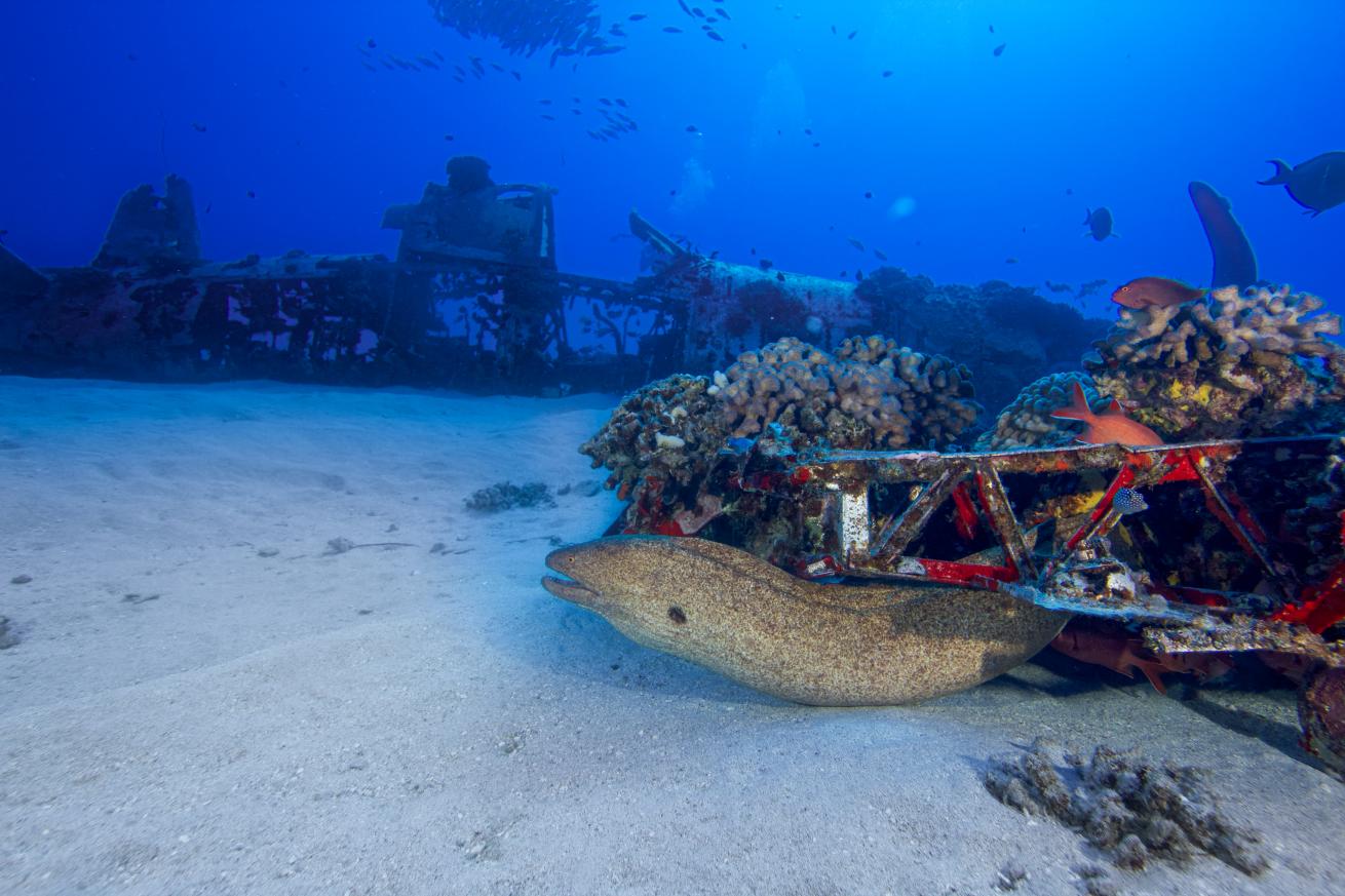 Corsair plane wreck underwater.