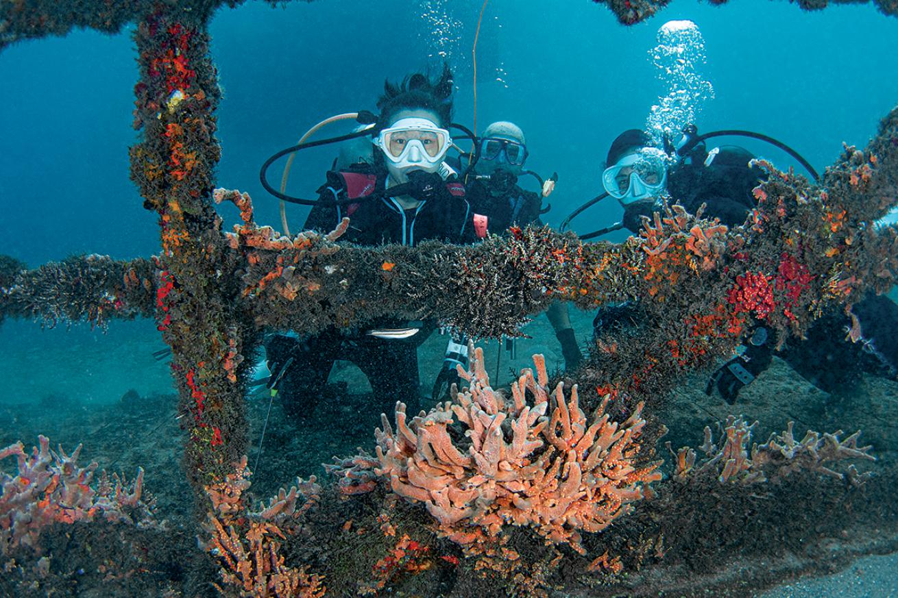 Blue Heron bridge florida scuba diving