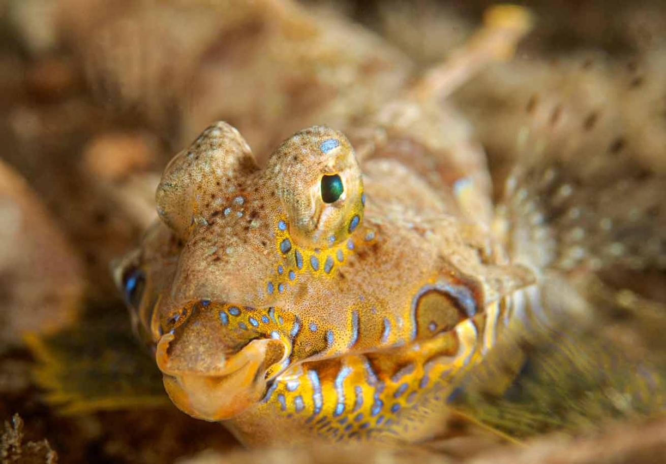 You could spend up to two hours on a single dive in the sheltered, shallow waters around Blue Heron Bridge seeking out critters such as nudibranchs hiding in the muck.