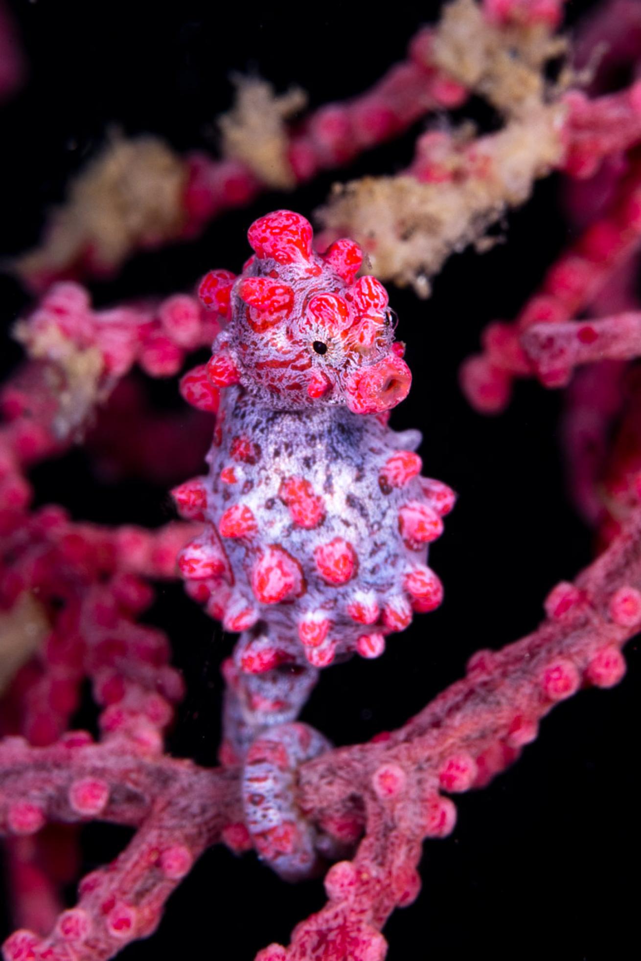 A Bargibant’s pygmy seahorse at Nudi Falls.