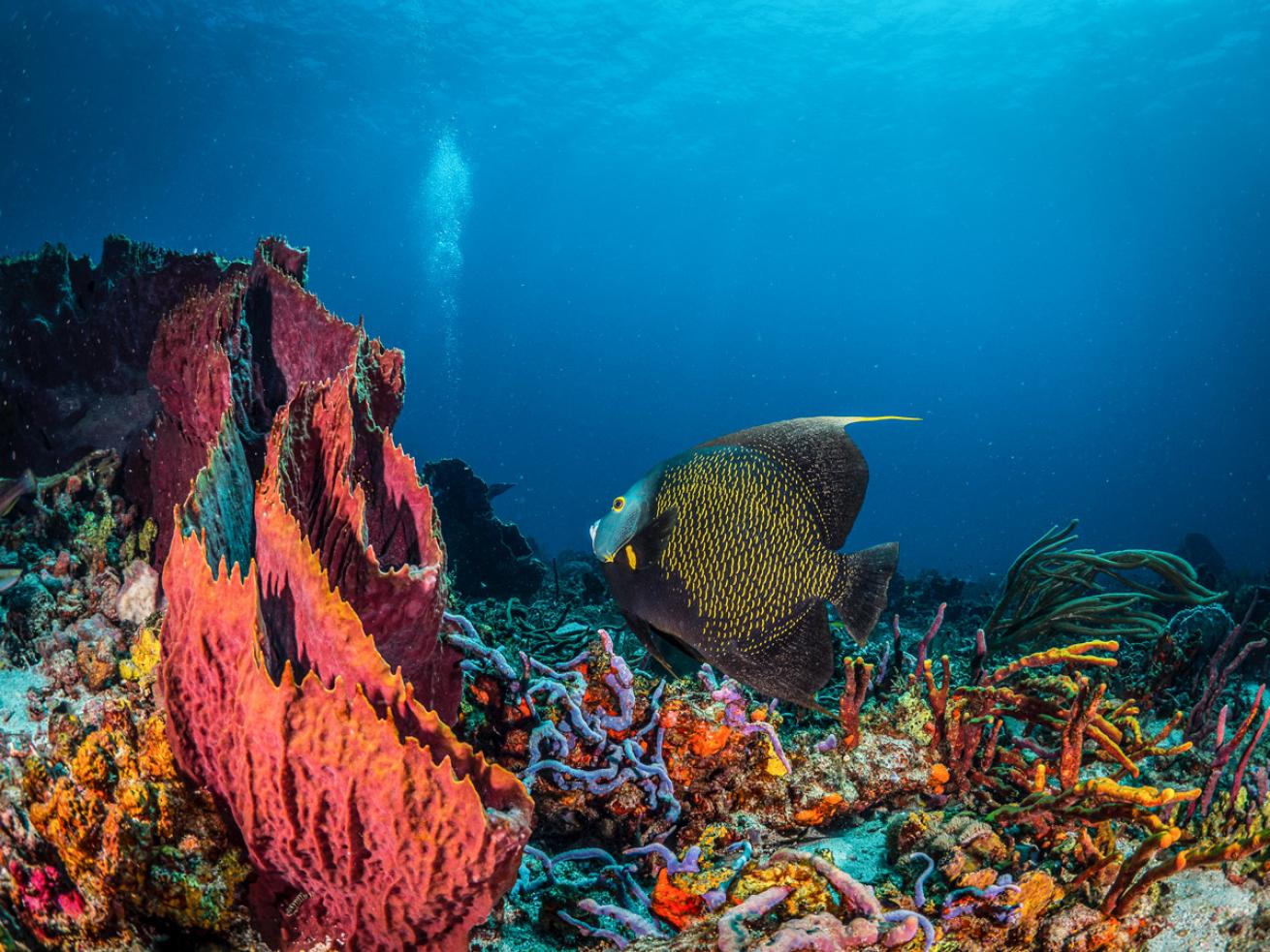 A French angelfish *(Pomacanthus paru)* at Japanese Gardens in Speyside, a standout among Tobago’s northern dive sites.