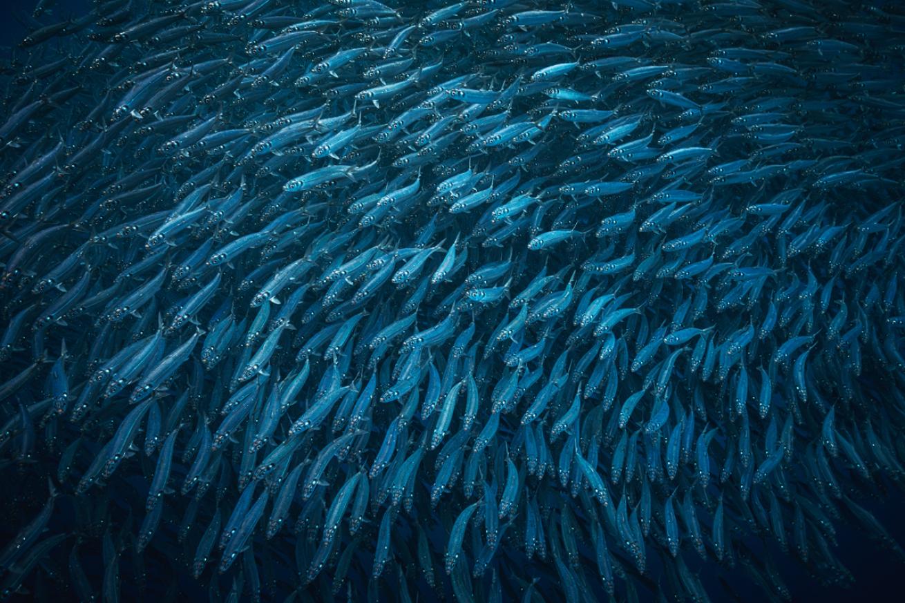 Mackerel baitball