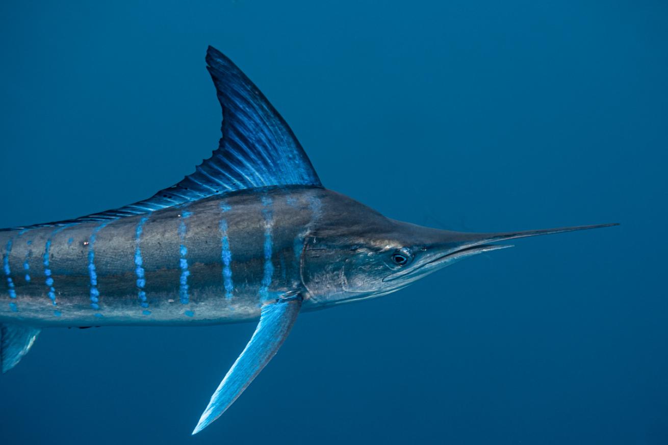 Marlin close up