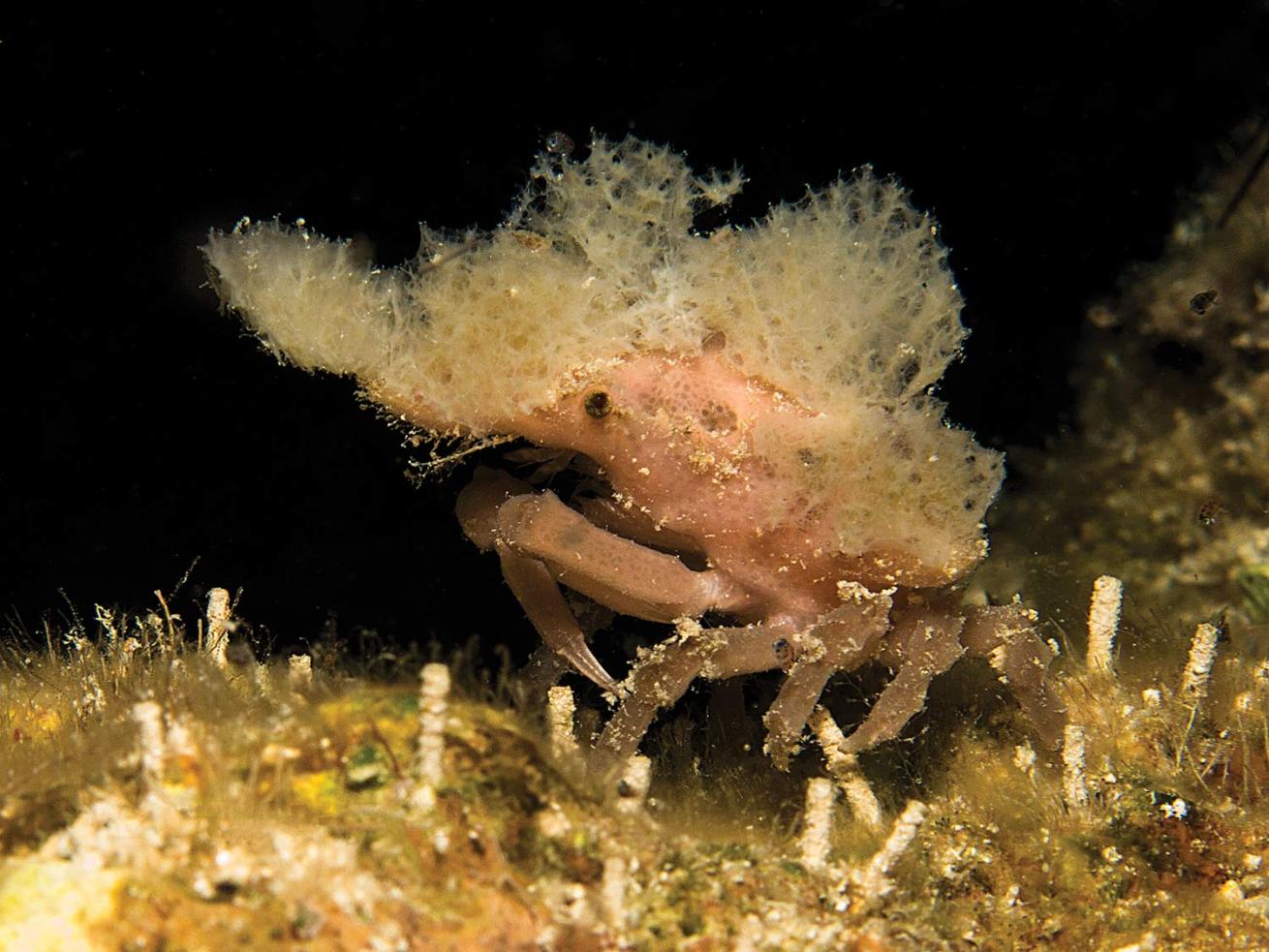 A decorator crab spotted off Guanaja