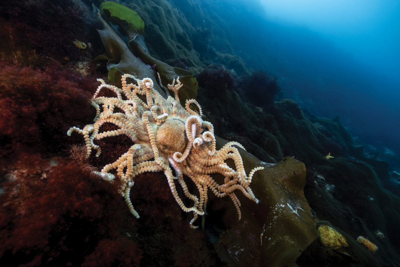 a 2-foot-wide Antarctic sun star (Labidiaster annulatus) hangs on a wall at 60 feet in Paradise Bay.